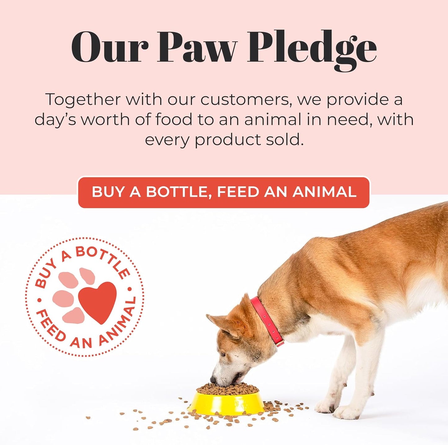 Probiotic Pet Shampoo & Conditioner with Avocado Oil & Omega-3S, 97% Natural, Paraben & Sulfate-Free, Cruelty-Free, 16Oz, Lavender