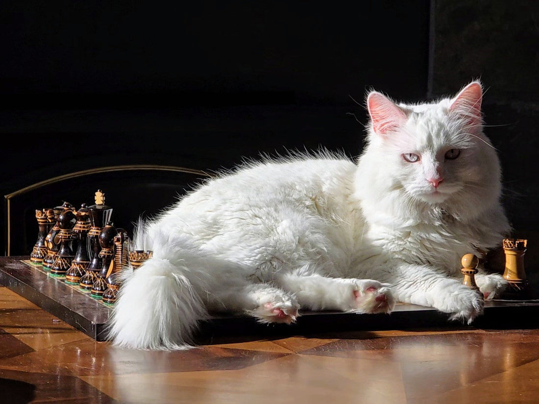 Deciphering your cat’s language